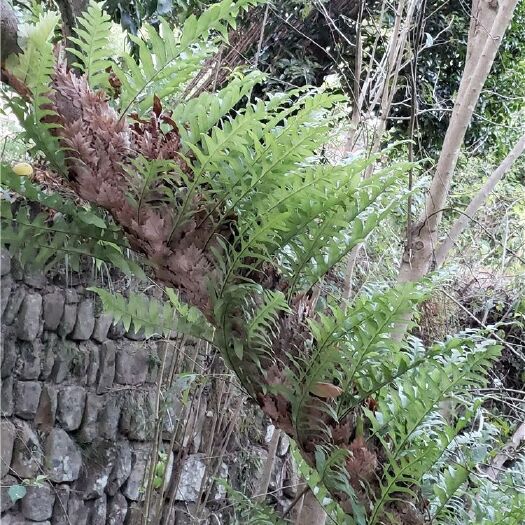 南江县 新鲜骨碎补 崖姜肉碎补 毛姜 爬岩姜 石岩姜