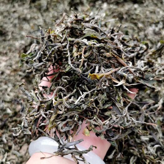 宁洱县巴南银针 恒温长期保存