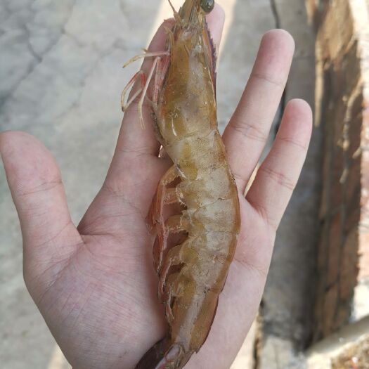 漳州中国对虾  产地直供南美白对虾价格低低低！20-30条南美白对虾福建漳州