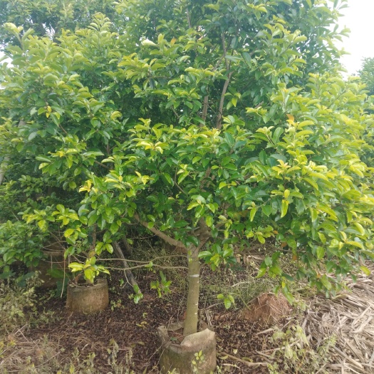 湛江 假植铁冬青