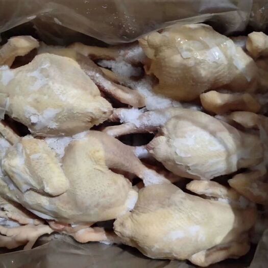 南乐县白条鸡 厂家直销