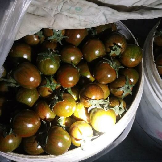 寿光市产地大量出产精品紫球紫色迷彩圣女果，质量好可以全国供货。