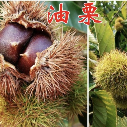 平邑县 油栗苗 嫁接苗当年结果苗 地里现挖现卖 量大优惠欢迎实地看苗