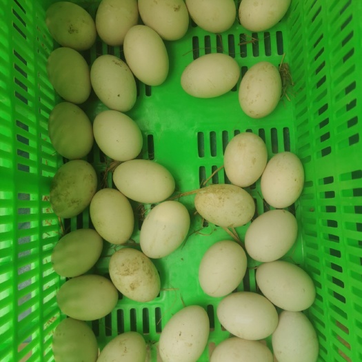 庐江县白鸭蛋 每天差不多2000斤