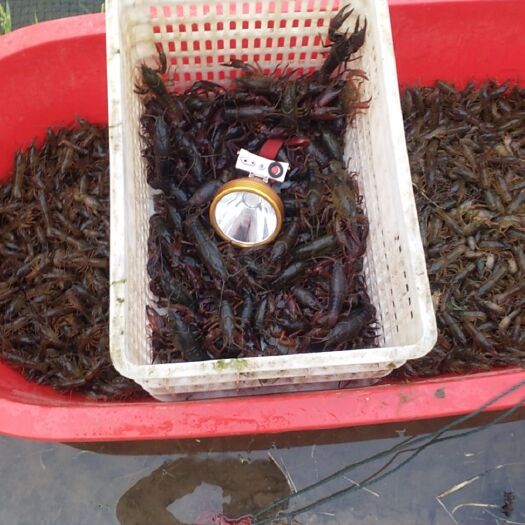 洪湖市 洪湖清水小龙虾