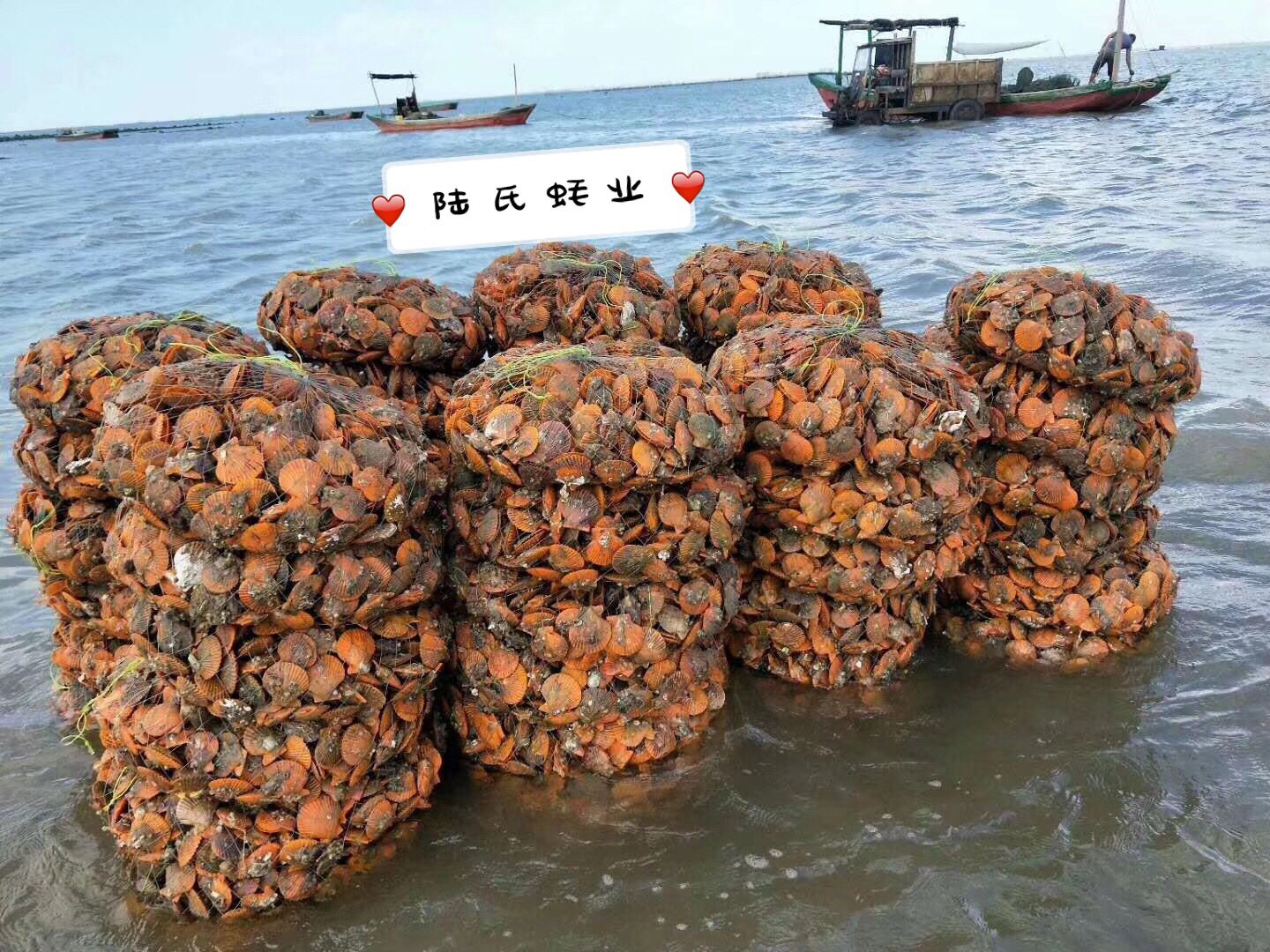 湛江黃金貝  湛江 場地直供 燒烤清蒸  薄殼脆肉扇貝