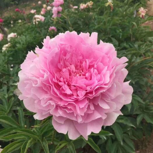 菏泽 芍药鲜切花