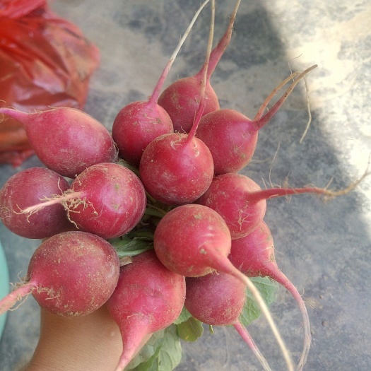曹縣櫻桃蘿卜  櫻桃小蘿卜  迷你紅皮蘸醬蘿卜