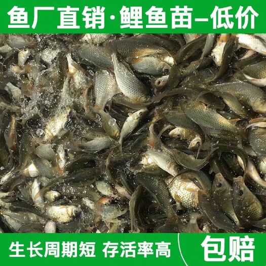 鲤鱼苗出售，量大从优，欢迎订购