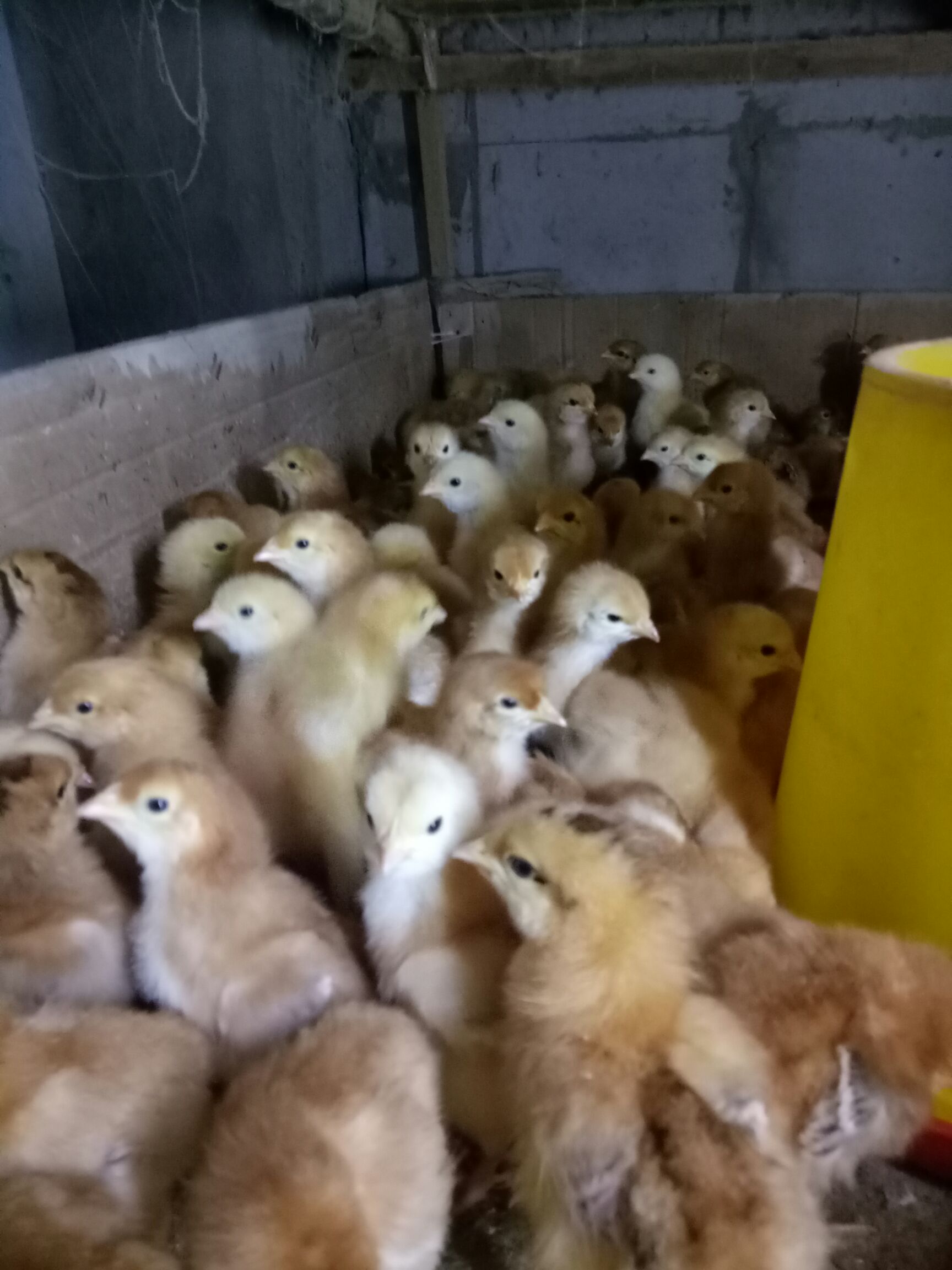 肉鸡苗  红羽380鸡苗，成年5斤左右