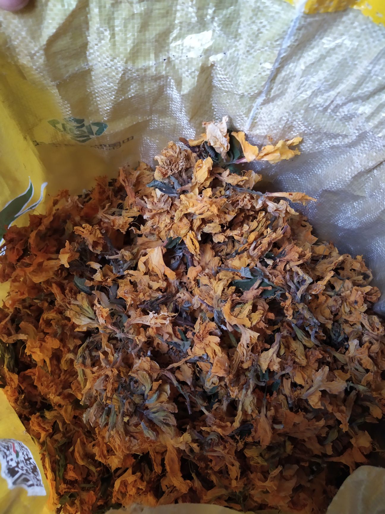 黄花杜鹃  羊踯躅 黄杜鹃  种苗 干花 根部