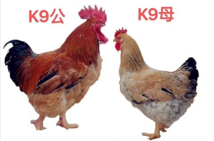 贵阳 K9鸡苗 品种保证 包邮