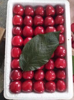汉源县自家田园大樱桃，无公害天然食品！