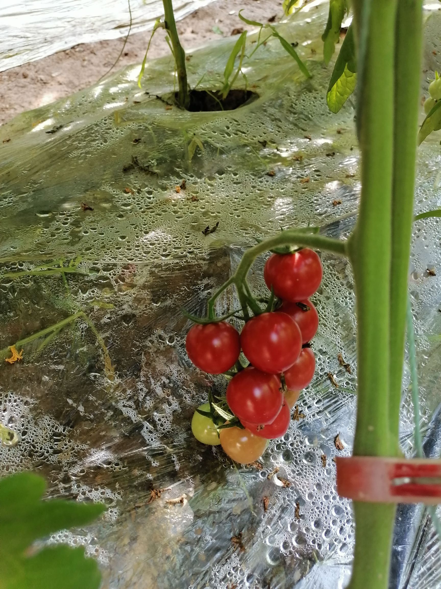 粉贝贝圣女果，吃出新鲜，吃出健康，吃出童年的回忆