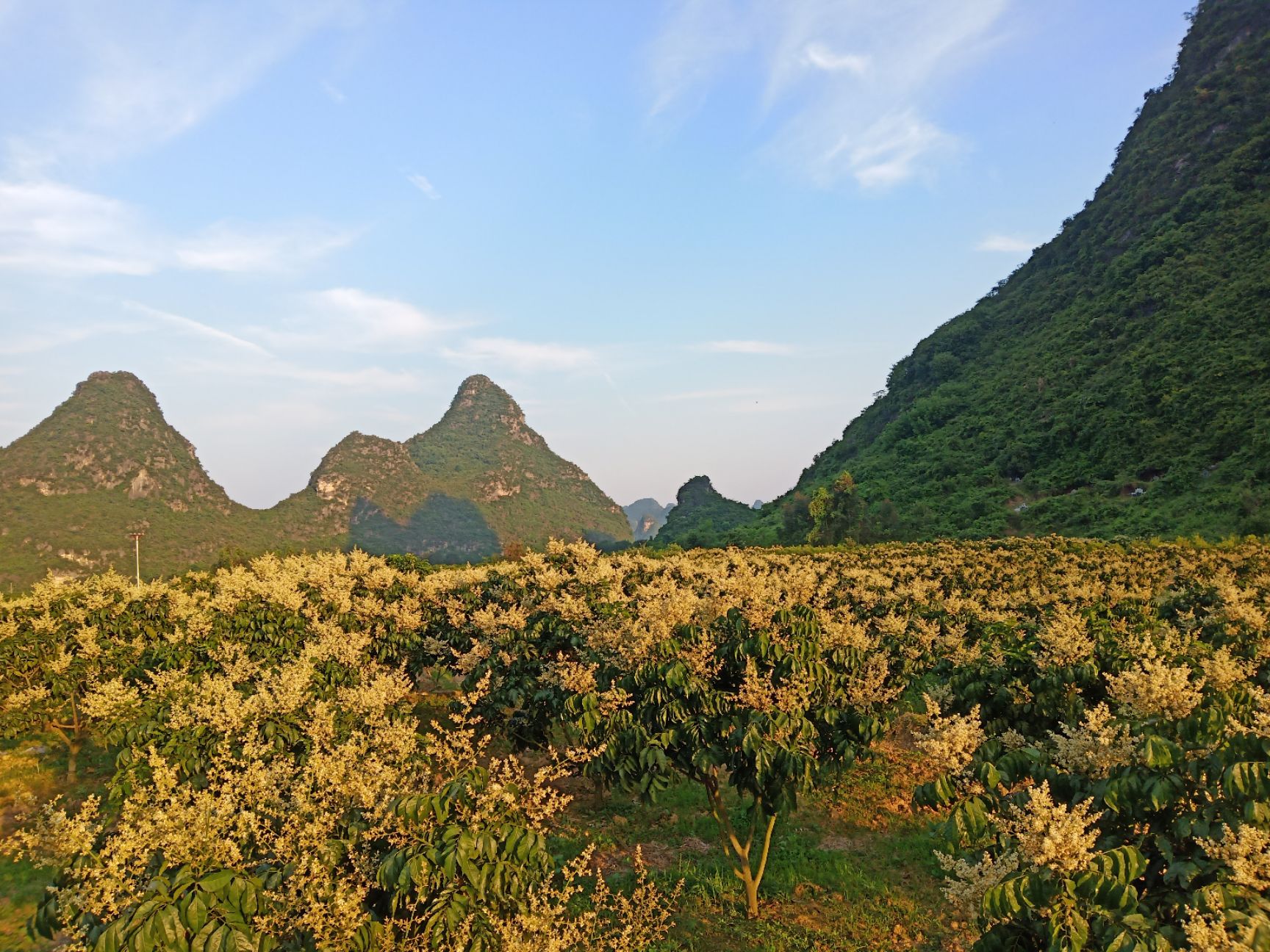  雞心黃皮今年的花美美的等待結(jié)果成熟，有老板看上的要提早預(yù)定哦