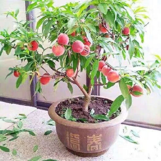 灵山县嫁接桃树苗 水蜜桃嫁接苗