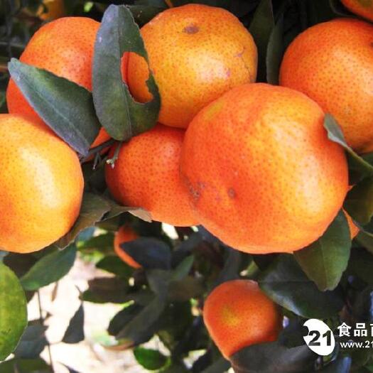 苍溪县红桔苗  红橘苗