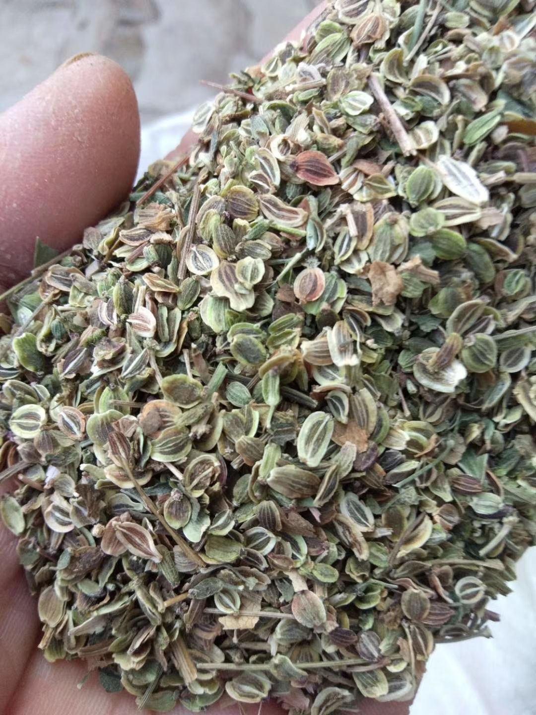 白花前胡种子