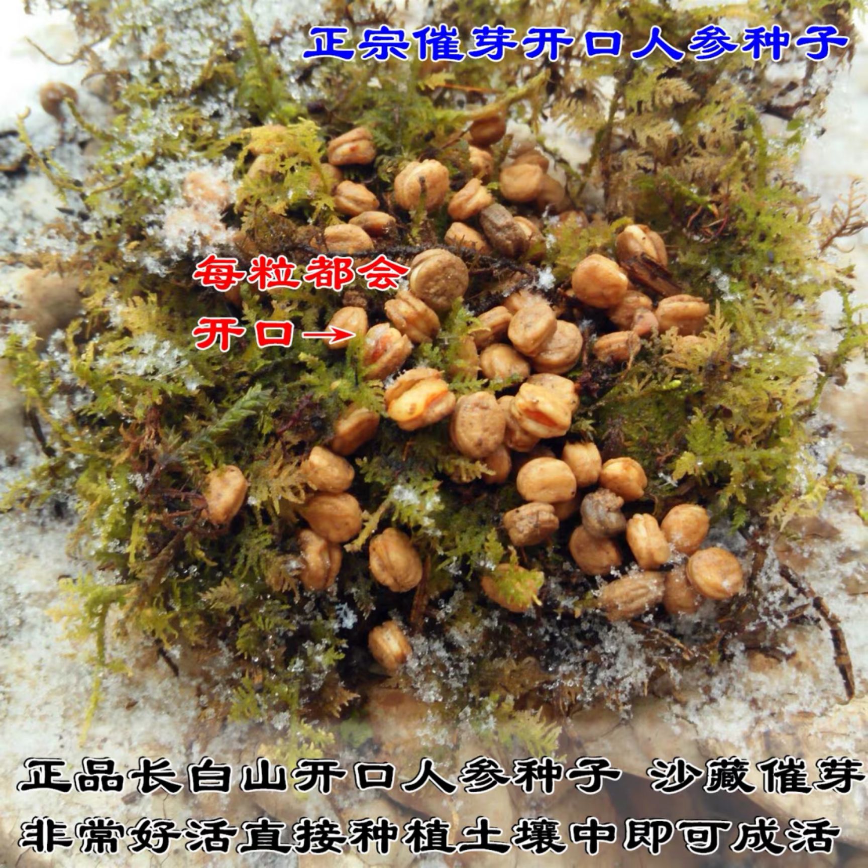 长白山催芽人参种子，送人参苗，人参土，肥料，电子版种植资料