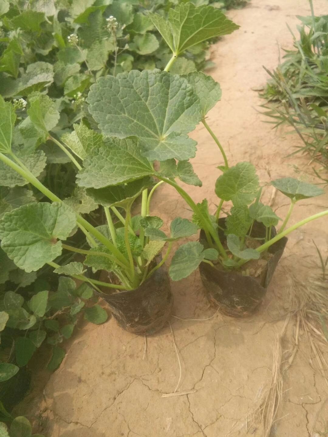 青州市蜀葵花 蜀葵，基地直销 ，常年销售各种绿化苗木。