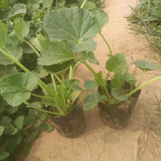 蜀葵花 蜀葵，基地直销 ，常年销售各种绿化苗木。