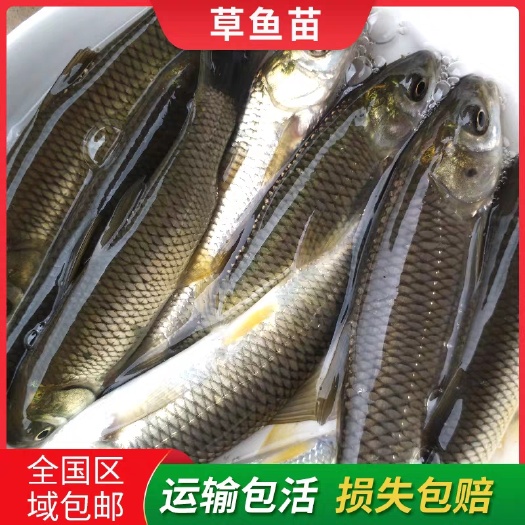 米易县草鱼苗，鲤鱼苗，鲫鱼苗等各类大小鱼苗，批发出售，欢迎订购。