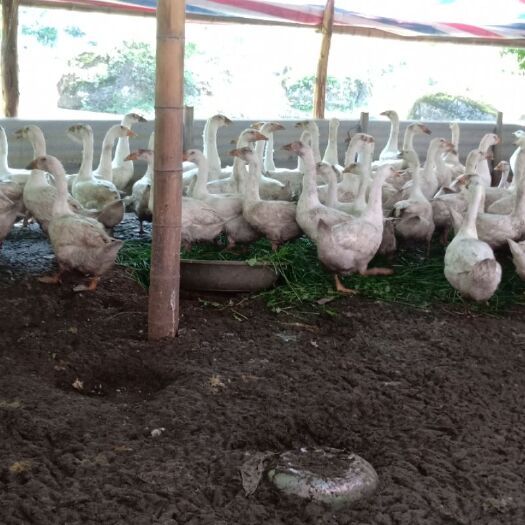 肉鹅 6-8斤 统货 半圈养半散养