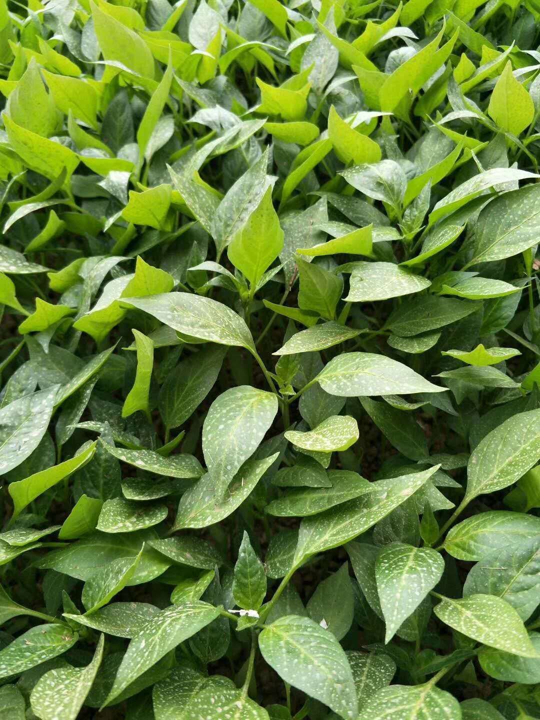 朝天椒苗,单生朝天椒苗,小米椒苗,美人椒苗