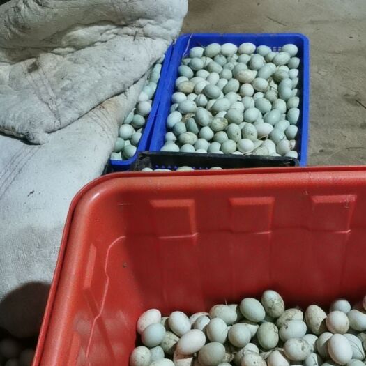白羽青壳鸭蛋 质量保证价格合理