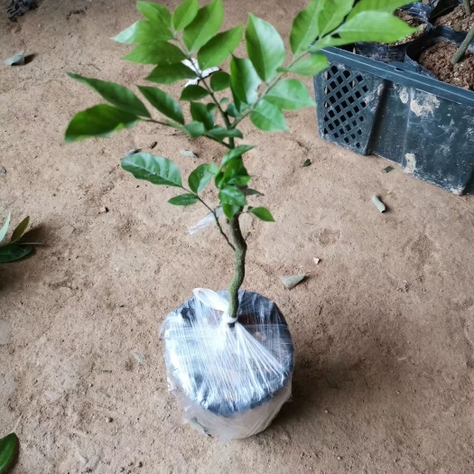 灵山县黑黄皮苗