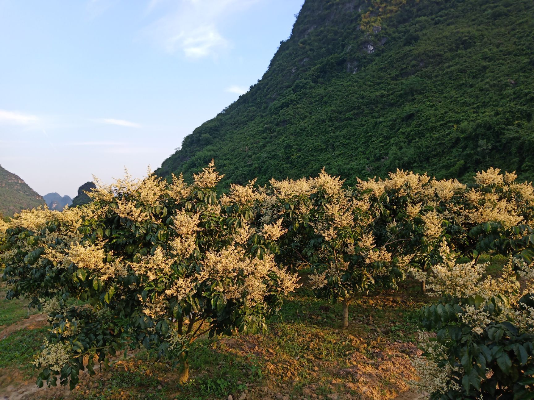  雞心黃皮今年的花美美的等待結(jié)果成熟，有老板看上的要提早預(yù)定哦