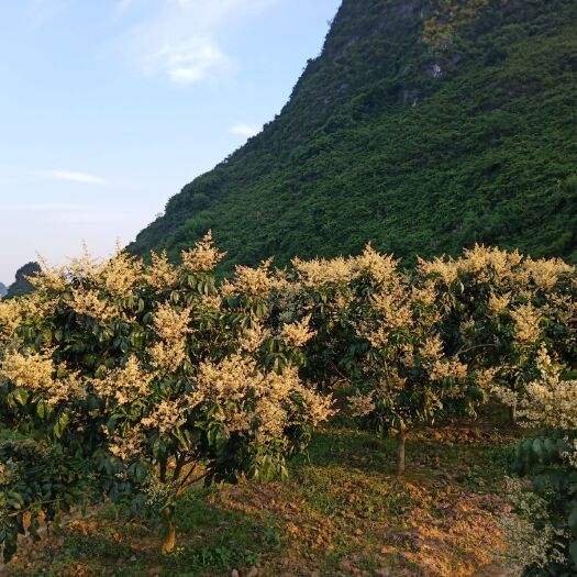 平乐县 鸡心黄皮今年的花美美的等待结果成熟，有老板看上的要提早预定哦