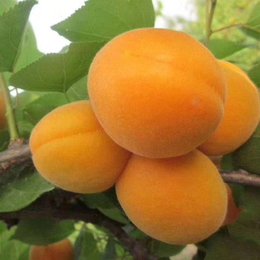 金太阳杏  ，太阳直射时间长，口感好，货量大，配套设施齐全