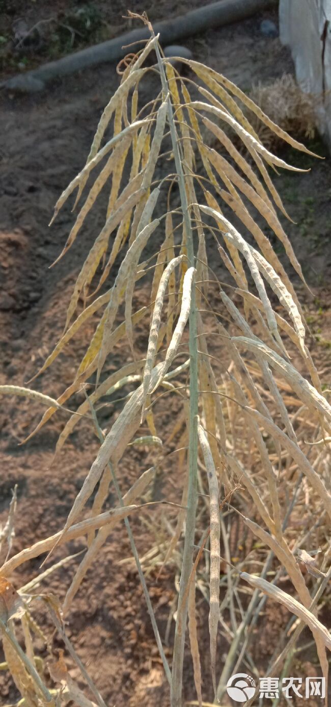 油菜籽 胜利油菜