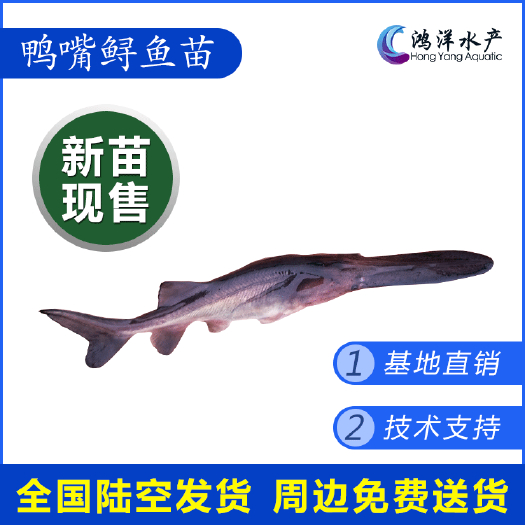 广州基地发货 鸭嘴鱼苗 驯化吃料 基地直销鲜活发货