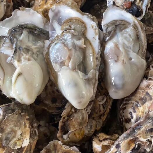 乳山市 乳山牡蛎三倍体，现捞现发，鲜活的牡蛎