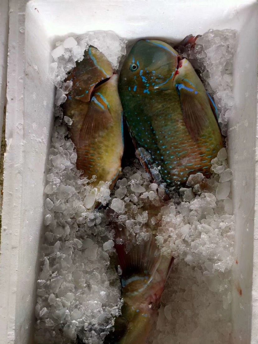  海钓冰鲜青衣  青衣鱼 3-8斤/条