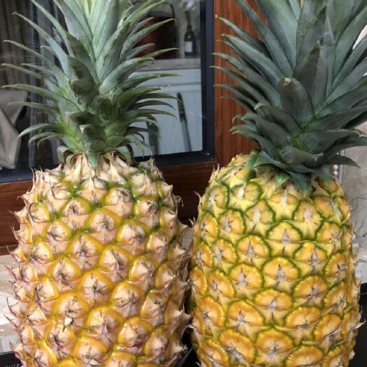 临高县 临高南宝金菠萝