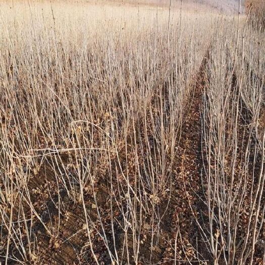 安阳县娜塔栎  安阳供应蒙古栎辽东栎麻栎槲栎杯苗，欢迎采购
