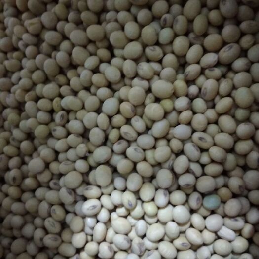 虞城县黄大豆 生大豆 3等品