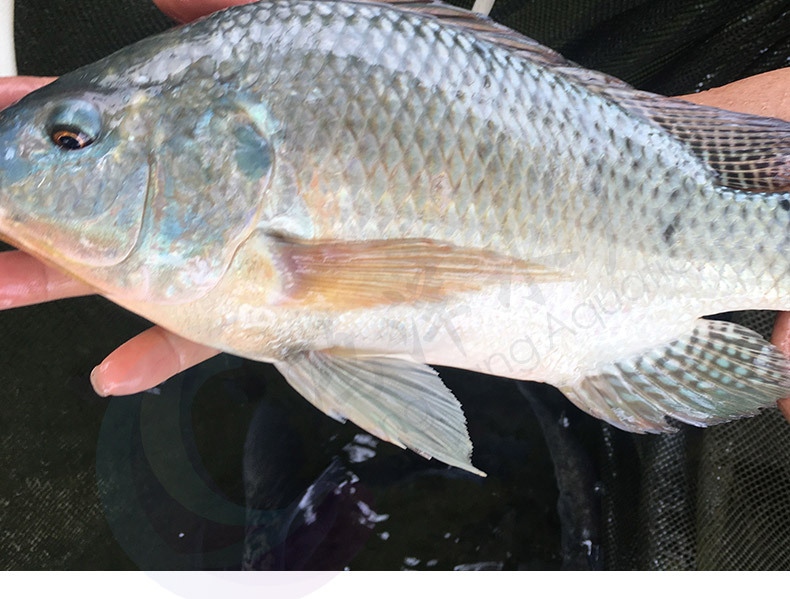 羅非魚苗新吉富羅非魚苗海南一號(hào)寶路羅非淡水養(yǎng)殖魚苗極速發(fā)貨