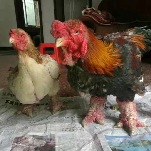 广州东涛鸡苗 纯种越南东涛鸡脱温苗 越南大脚鸡 一只起发中通快递