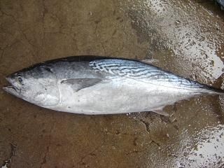 汕尾冻金枪鱼 冻炸蛋鱼，鲣鱼，小金枪鱼，水鲲鱼
