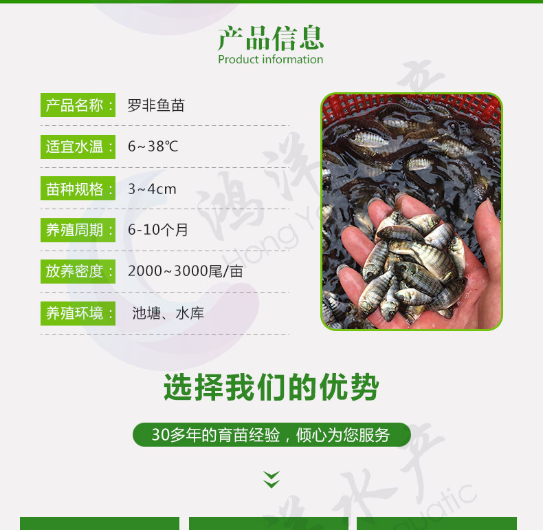 羅非魚苗新吉富羅非魚苗海南一號(hào)寶路羅非淡水養(yǎng)殖魚苗極速發(fā)貨