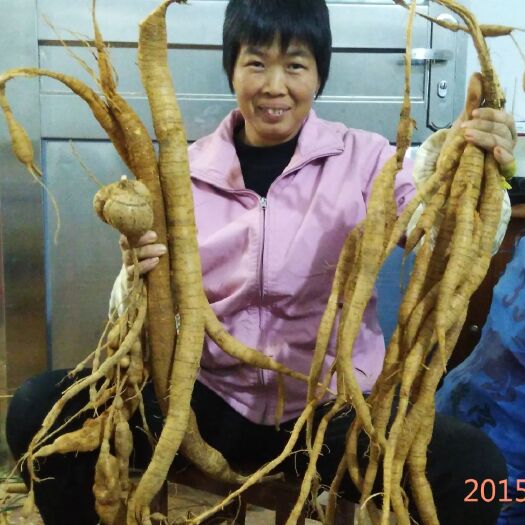 郁南县 牛大力苗细叶牛大力苗