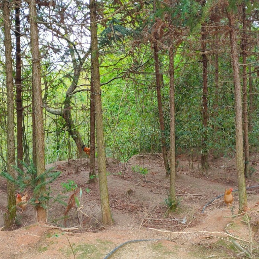 青阳县 高山 全散养 土鸡鸡蛋
