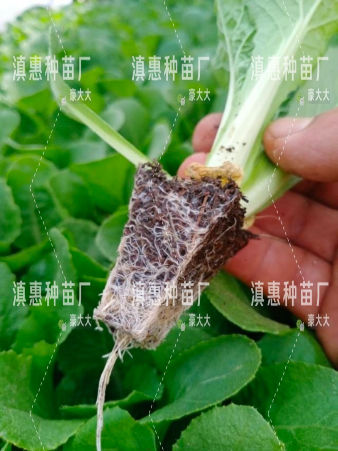 特级大白菜苗，全国包邮，量大从优