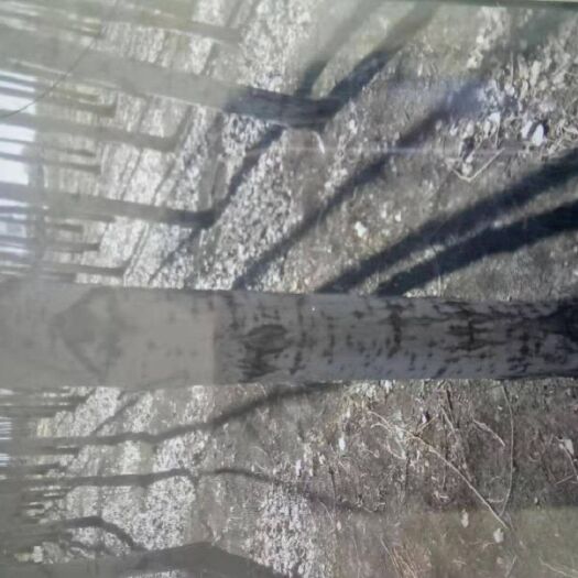 甘南县107速生杨 低价出售