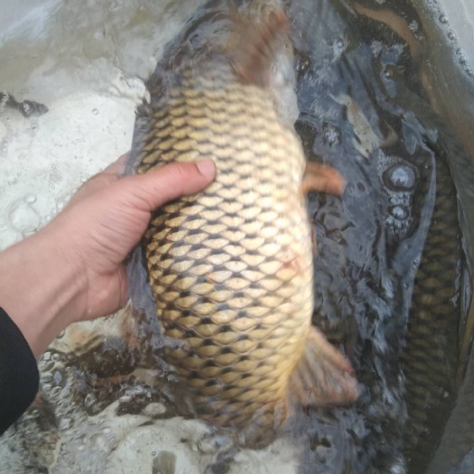 凯里市鲤鱼 河鱼