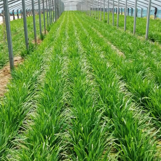 安丘市头茬韭菜
